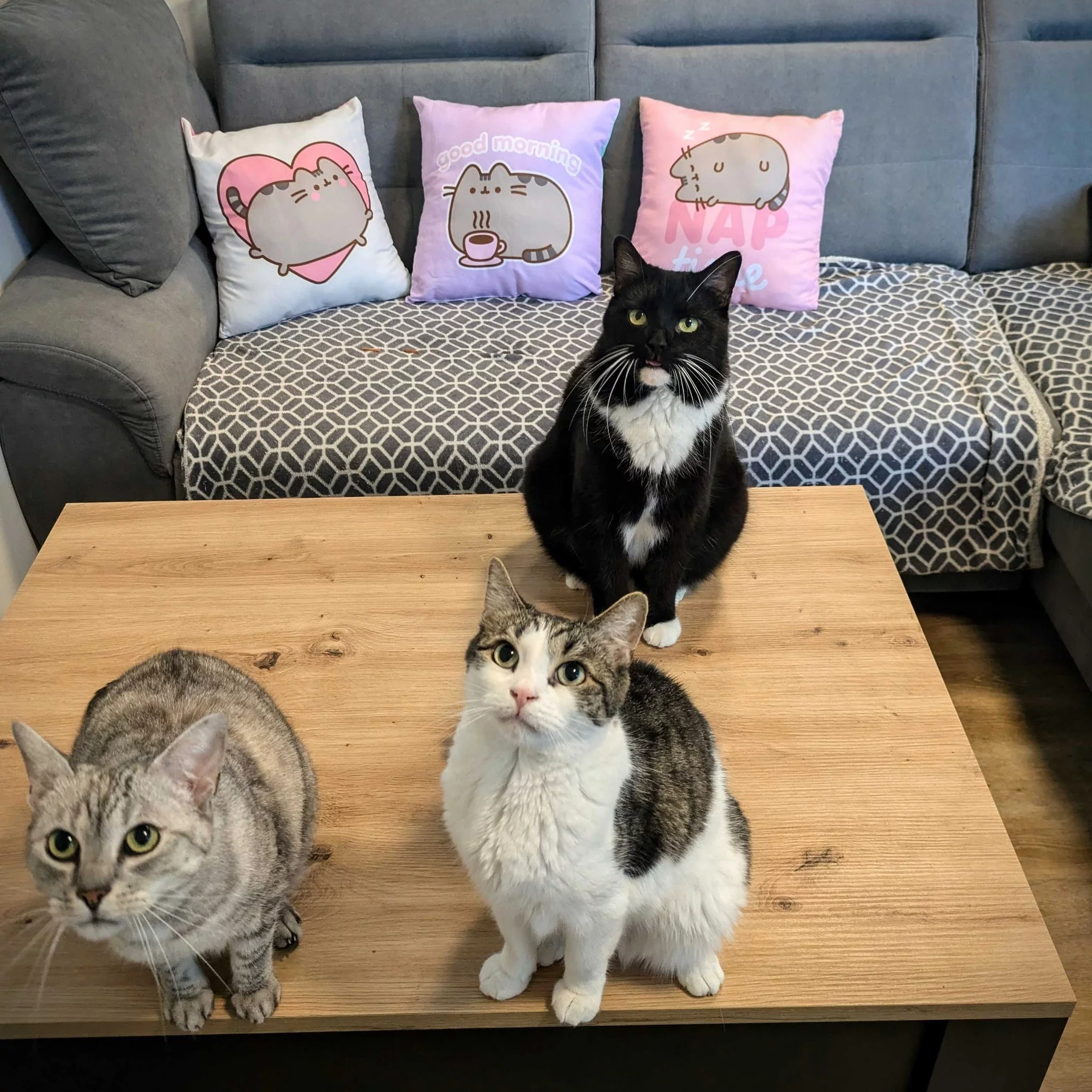 mezinarodnidenkocek, kocka, kocour, catsofinstagram