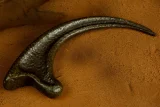 Replika Jurassic Park - Raptor Claw