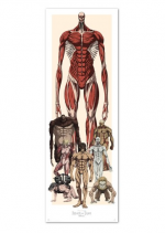 Plakát na dveře Attack on Titan - Characters