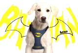 Široký postroj pro psa DC Comics - Batman