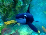 Sea World: Shamus Deep Sea Adventure (PS2)
